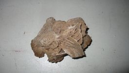 Wüstenrose