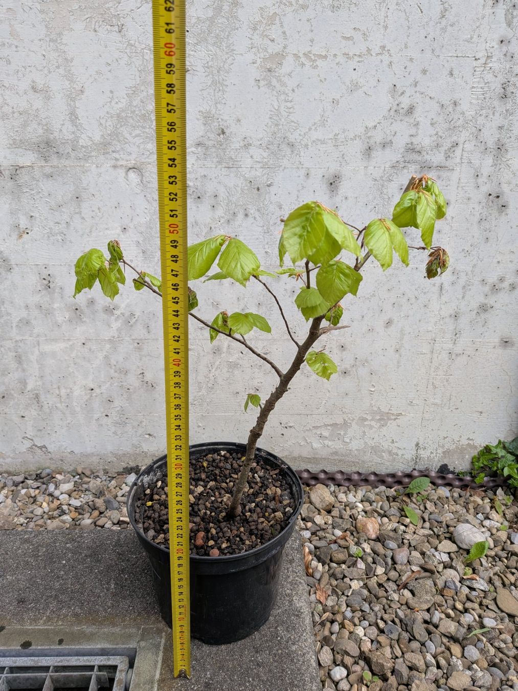 Piante & sementi: Bonsai Rohmaterial ab CHF 5: Hainbuche – Usato da Bern venduto da Hydrom 1