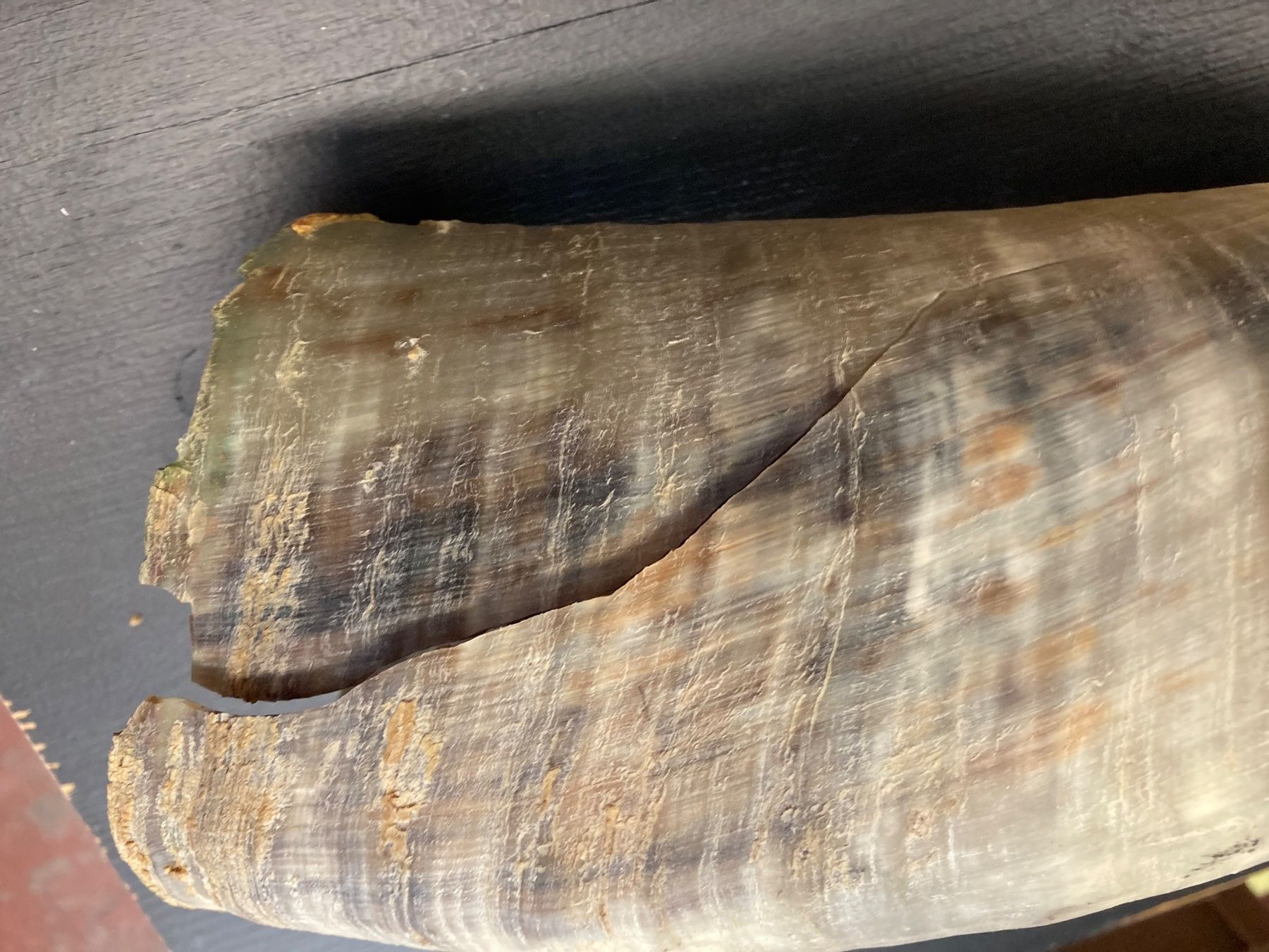 Welt der Tiere: 2 Rinderhörner 70-80 cm lang – Gebraucht aus Grosswangen von arum01 4