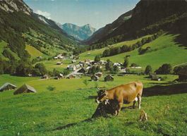 Weisstannen SG mit Gonzen Kuh auf der Weide 1970 sehr gut er