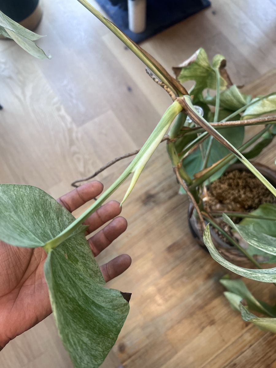 Piante & sementi: Monstera Jungle Mint – Usato da Meilen venduto da THE_SWISS_PLANTS 3