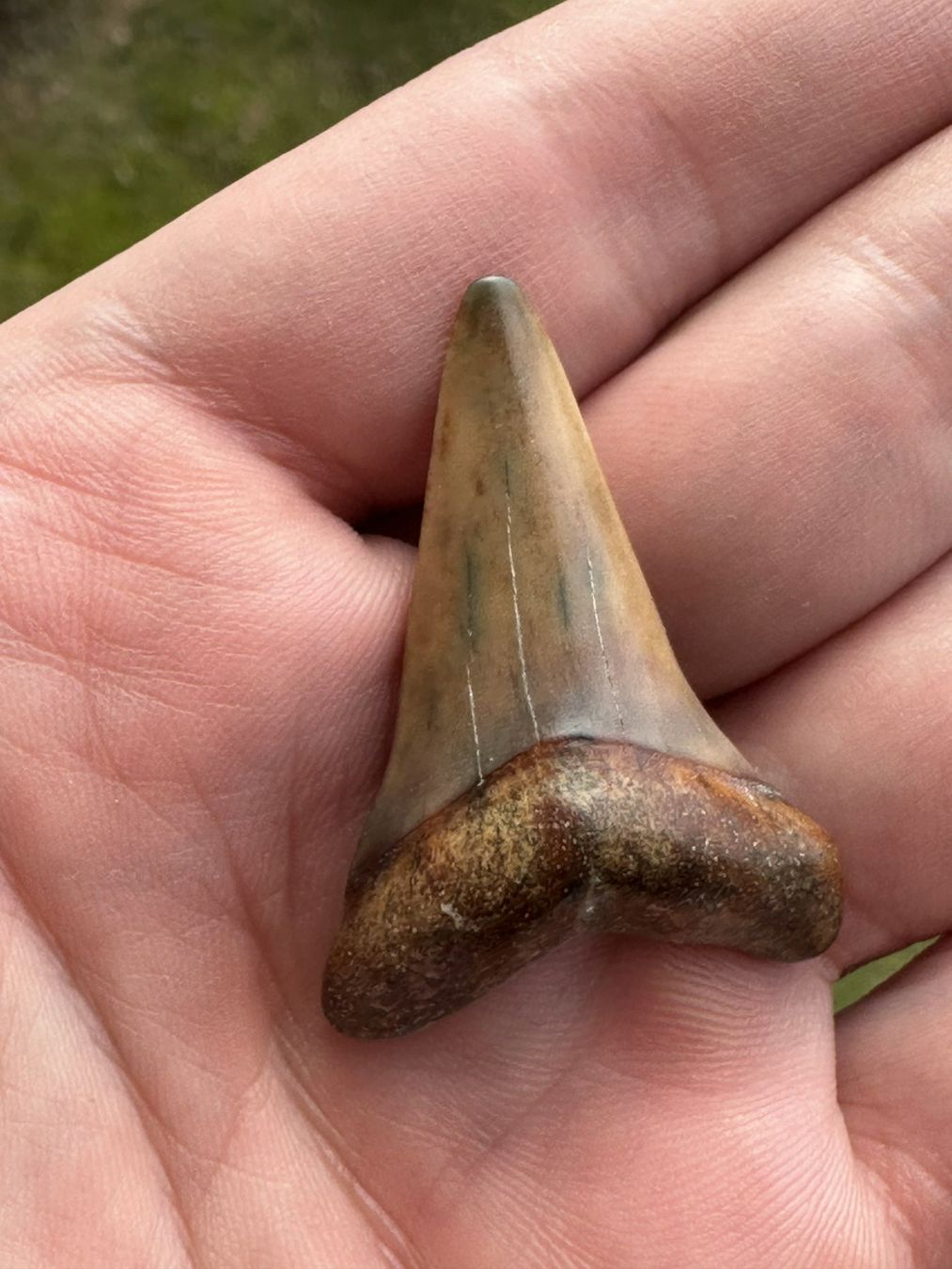 Fossili: fossiler Zahn weisser Hai Peru – Usato da schüpfen venduto da rica122