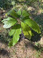 Avocado Baum Pflanze Topf guter Zustand 45cm