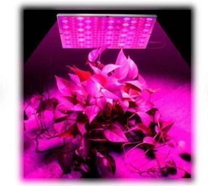 Lampade: LED Grow Light LED Pflanzenlampe – Nuovo e nell'imballaggio originale da Amriswil venduto da Ravinvida 3