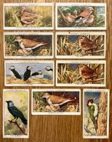 1932 - 9 Antike WILD BIRDS Sammelbilder England