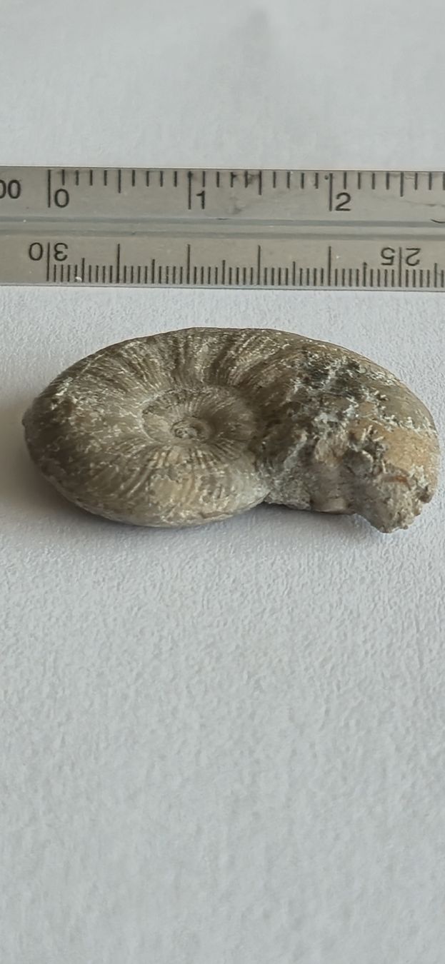 Fossili: Original Ammonit Fossil mit schöner Struktur – Usato da Hägendorf venduto da STrANDGuT86 1