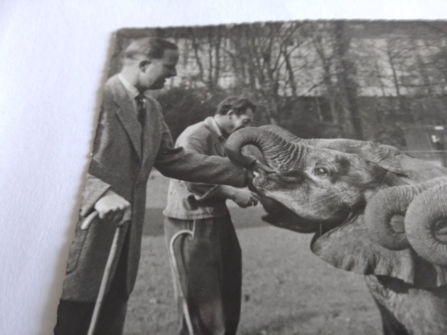 Cartes postales: Basel Zoo Ernst Lang – D'occasion à Adligenswil par madhater