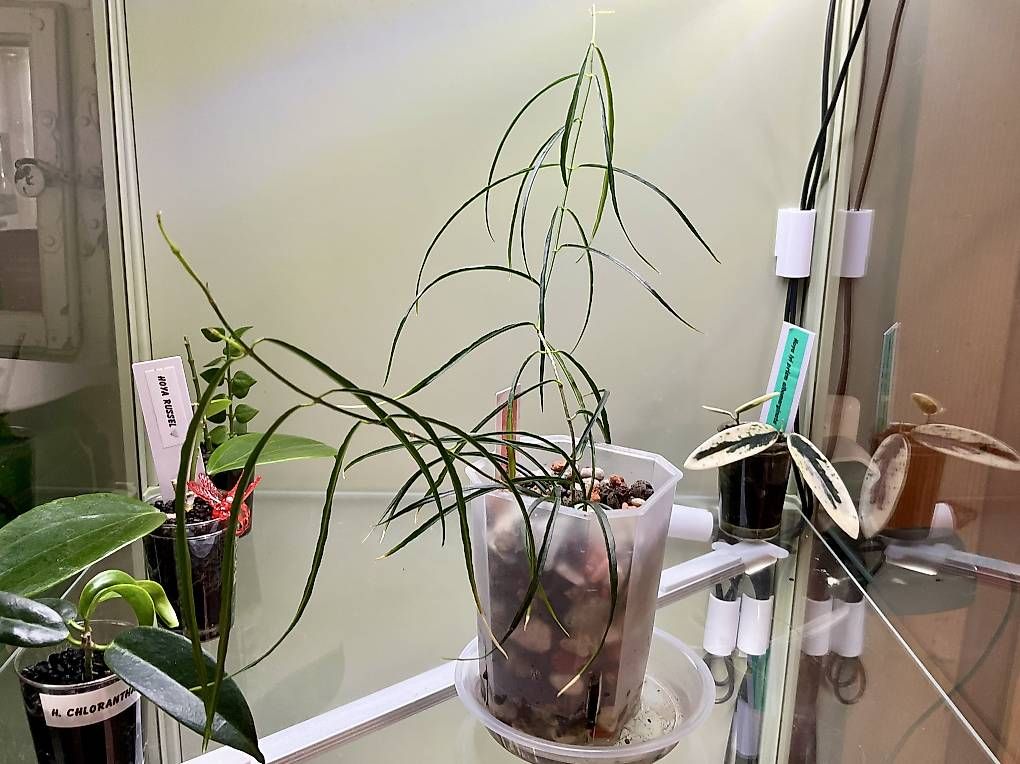 Pflanzen & Samen: Hoya stenophylla – Neu und originalverpackt aus Schönholzerswilen von Leavylounge