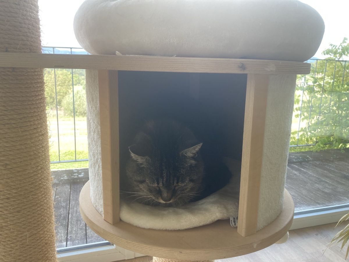 Arbres à chats: Katzenbaum – D'occasion à Riken AG par alexandra12 1