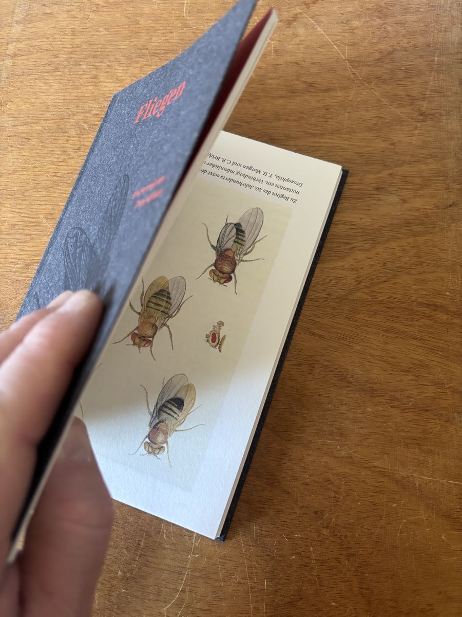 Libri: Fliegen. Naturkunden – Usato da Zürich venduto da WWehrle 1