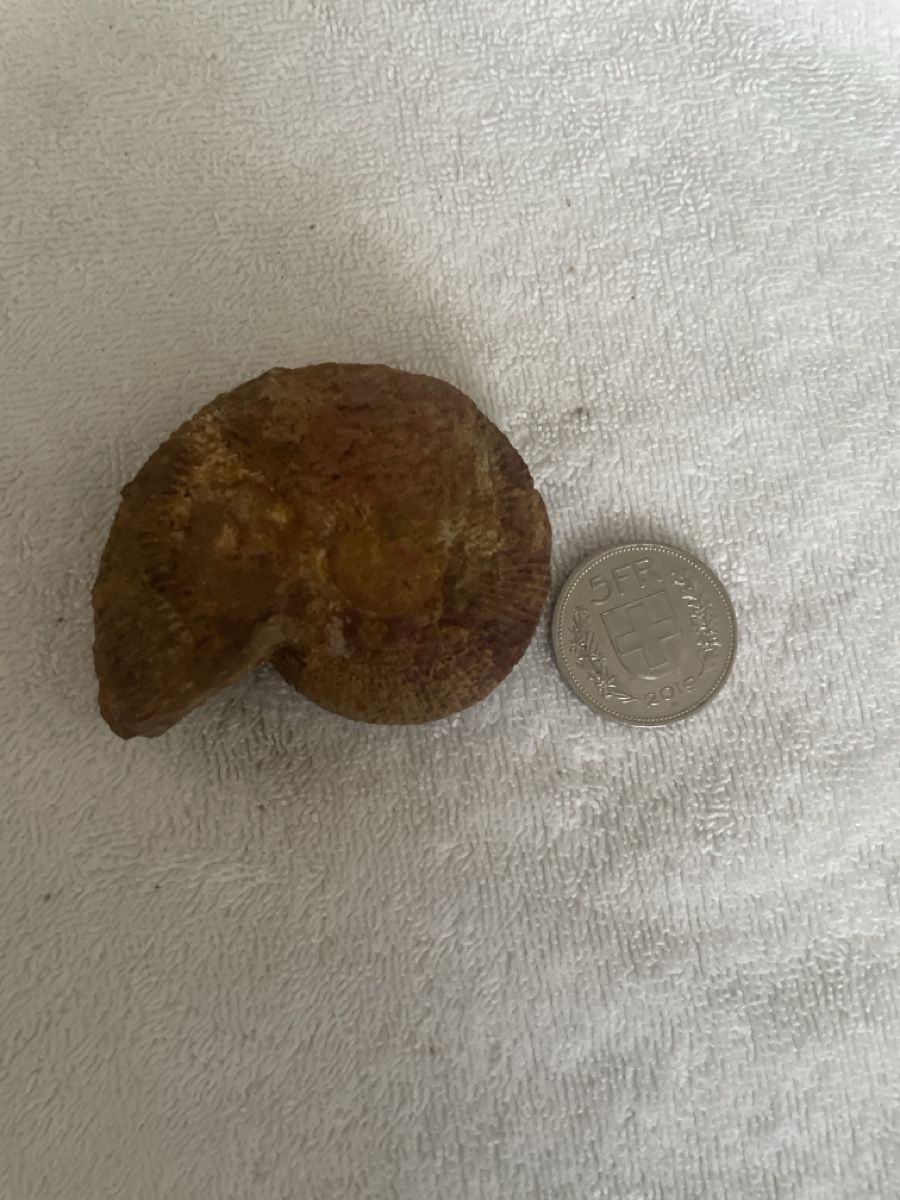 Fossilien: Fossil - Ammonit – Gebraucht aus Niederhelfenschwil von ele_zr5b 1