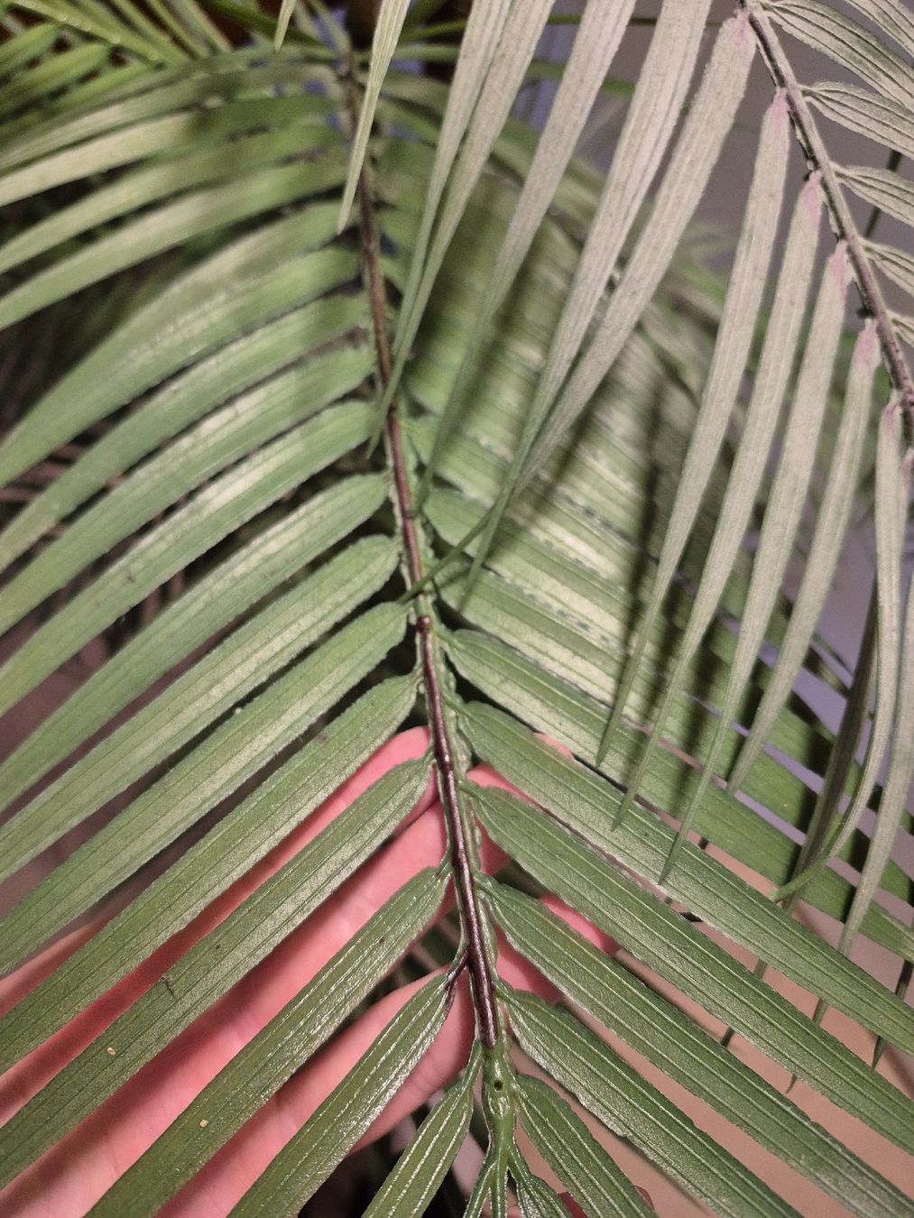 Piante & sementi: Künstliche Areca Palme – Usato da Sempach venduto da bue_d27g 4