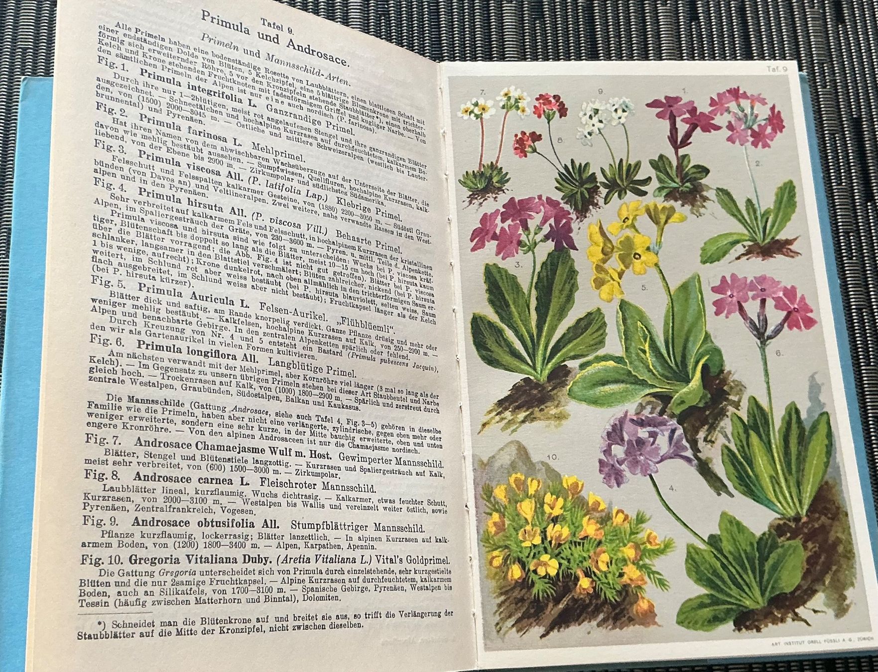 Bücher: Alpen-Flora - Prof. E. Schröter, 207 kol. Abbildungen, 1940 – Gebraucht aus Crans-Montana von plainemorte 6