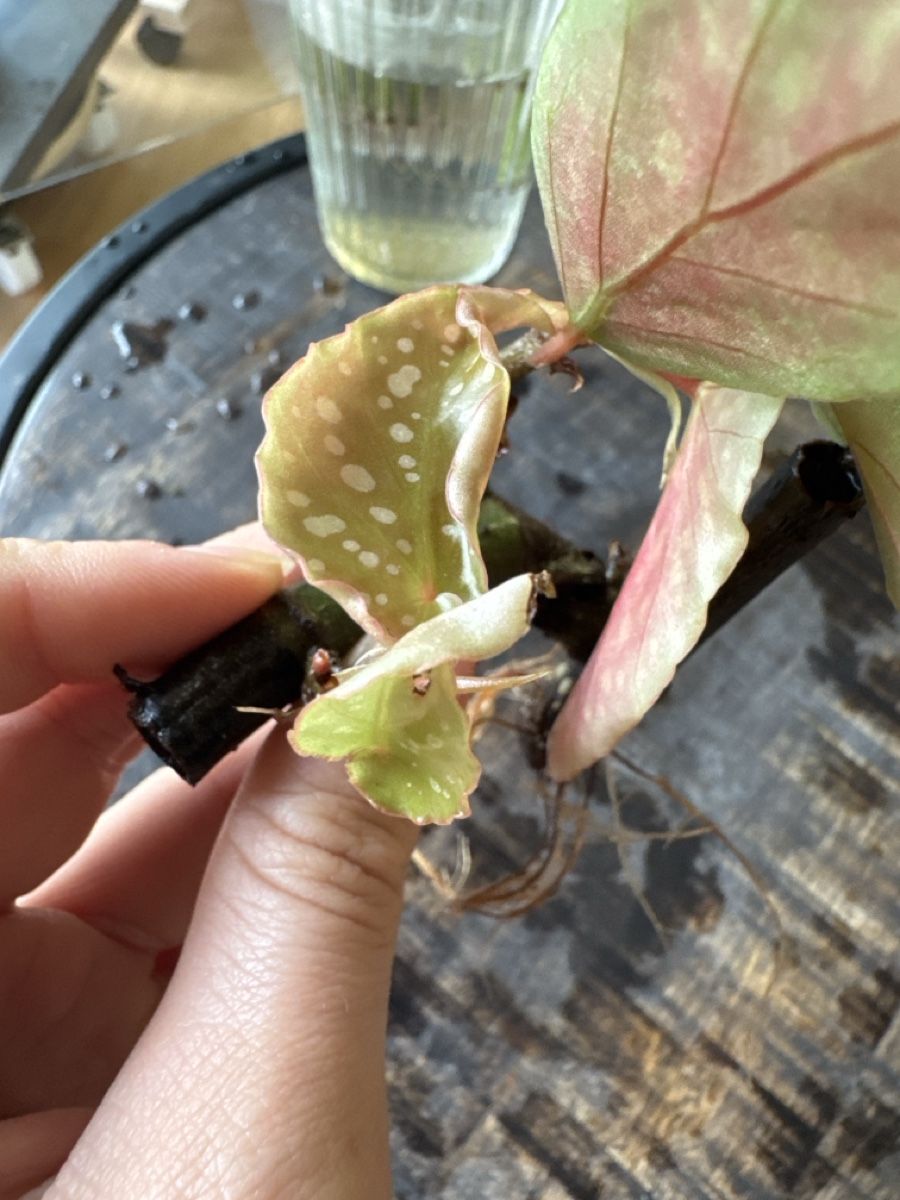 Plantes & graines: Begonia Maculata Ableger – D'occasion à Villnachern par Lommy 1