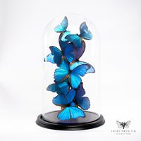 Glocke mit Morpho didius & Morpho Menelaus