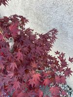 Acer palmatun atropurpureum Blood Good