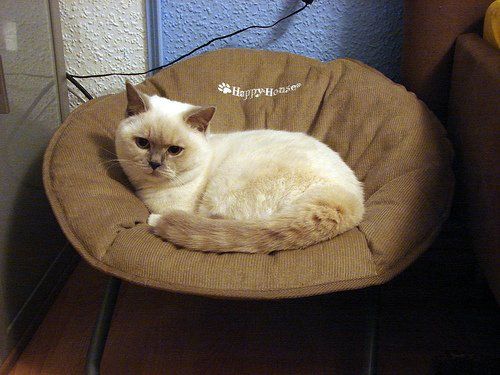 Liege- & Schlafplätze: Katzenbett Liegestuhl Farbe Kamel Fabrikneu – Neu und originalverpackt aus Wetzikon ZH von Jisidor 1