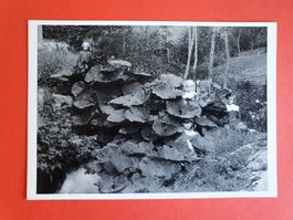 Carte postale, CP, Roberto Donetta, Bambine fra le foglie