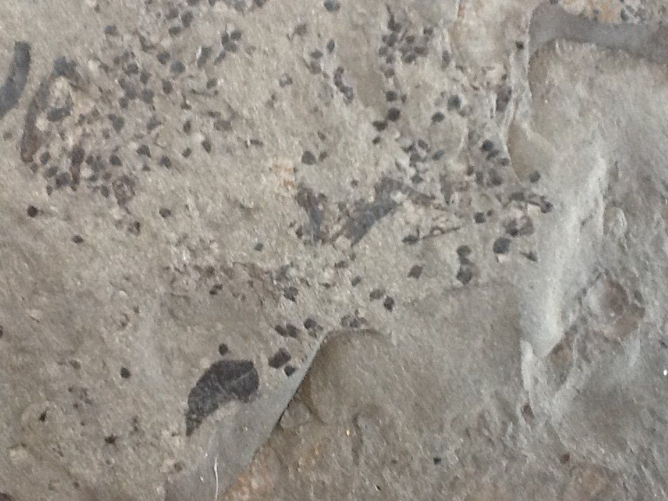 Fossili: Fossilien aus Holzmaden – Usato da Olten venduto da smiples 2