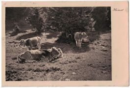 Gamperdon, Alp-Idylle, Kühe (Mischol), gelaufen 1920