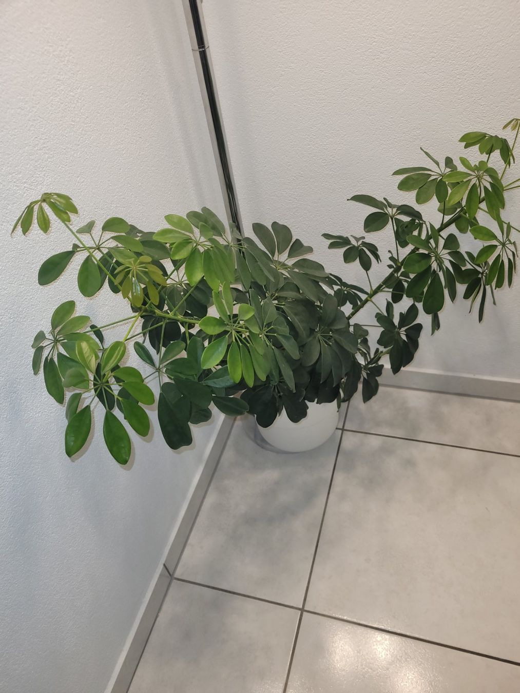 Piante & sementi: Grosse Schefflera abzugeben / Zimmerpflanze – Nuovo e nell'imballaggio originale da Bassersdorf venduto da kid_fm98