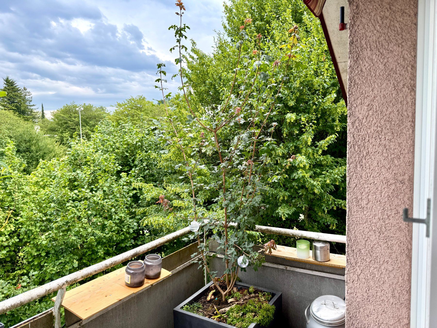 Piante & sementi: Feldahorn (field maple) – Usato da Schlieren venduto da Edgar_k 8