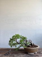 Chuhin Bonsai, Jap. Nire Keyaki, Neagari/Kengai, Japan, 12J