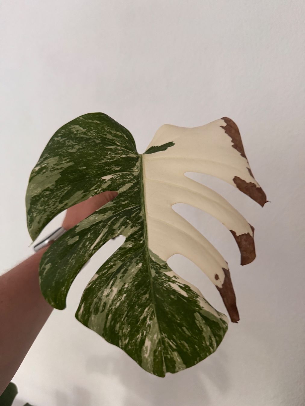 Pflanzen & Samen: Monstera Variegata Steckling – Gebraucht aus Benglen von Maune