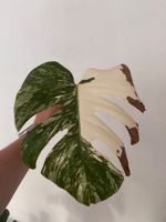 Monstera Variegata Steckling