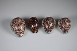 4 Tiger-Kaurischnecken Muscheln