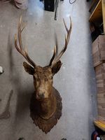 Ausgestopfter Hirsch