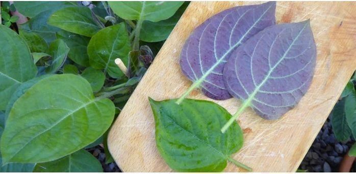 Piante & sementi: Plante au goût de Camembert RARE – Nuovo (secondo la descrizione) da Bremblens venduto da FIBONACCI369 1