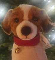 Steiff Hund Matty Jack Russell (Lim. Ed. mit weisser Fahne)