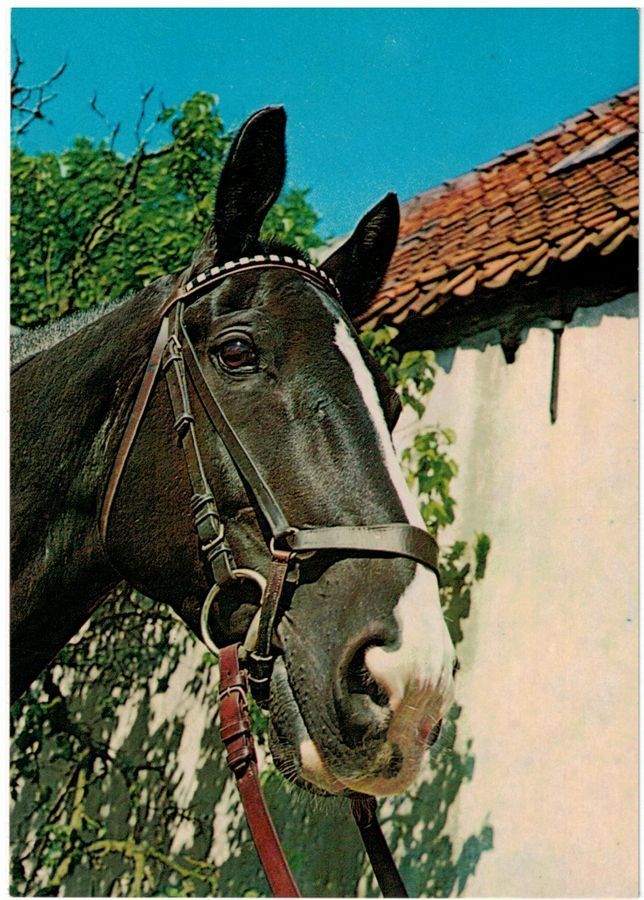Cartoline postali: Pferd, geschätzt 1970 – Usato da Frauenfeld venduto da POML