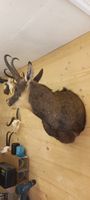 Gamsbock