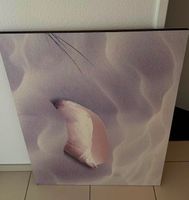 Bild Muschel Sand 