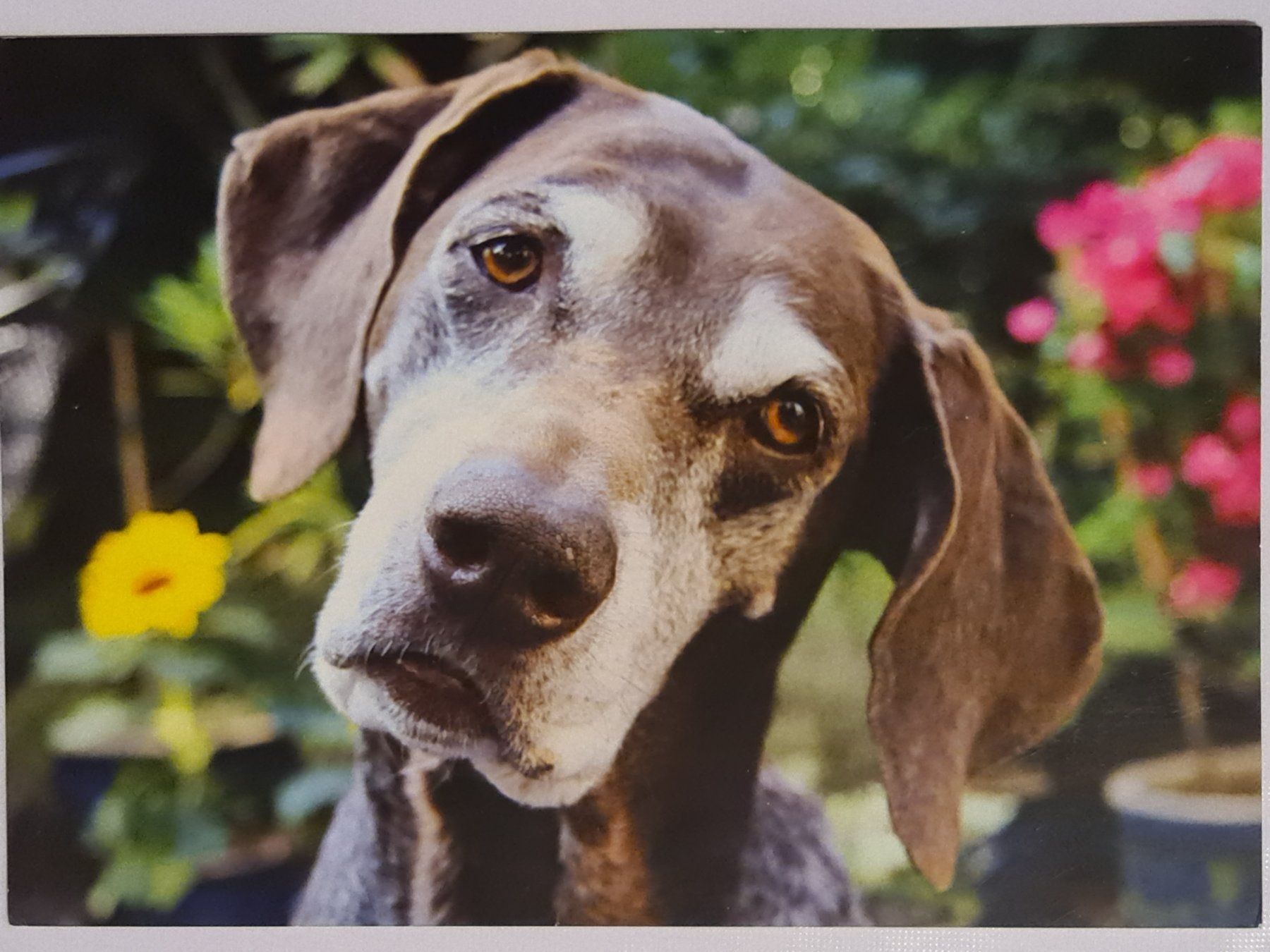 Cartoline postali: Ansichtskarte Hund Tierheim Arolfingen – Nuovo (secondo la descrizione) da Dintikon venduto da Vexi