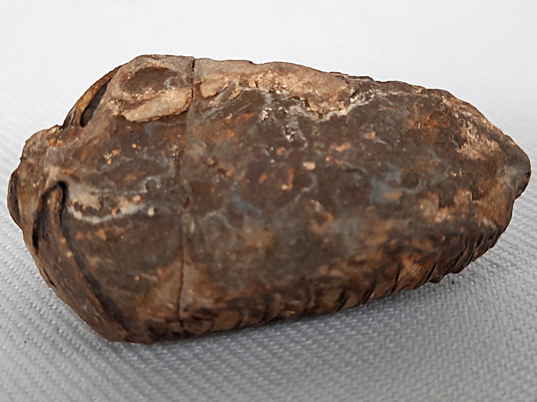Fossili: Fossile Trilobiten – Usato da Beinwil am See venduto da Restwert_Beinwil 3