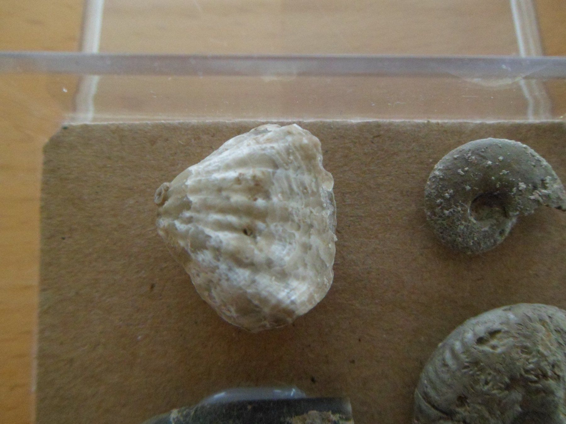 Fossili: Fossilien Schweiz – Usato da Affoltern am Albis venduto da Fossil60 4
