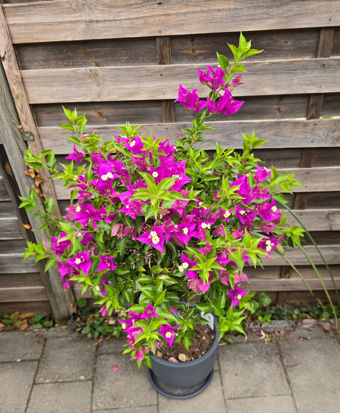 Pflanzen & Samen: Wunderschöne Bougainvillea – Neu (gemäss Beschreibung) aus Aarburg von popkorn65 1