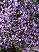 Polster/Teppich-Phlox Bodendecker Gartenpflanze immergrün