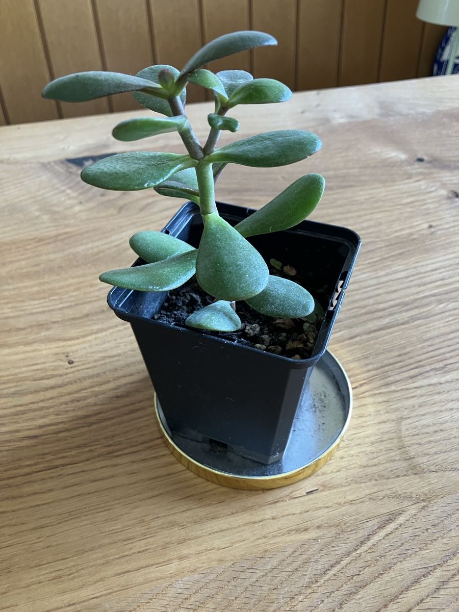 Plantes & graines: Kleiner Geldbaum – D'occasion à Biglen par Maci2005 1