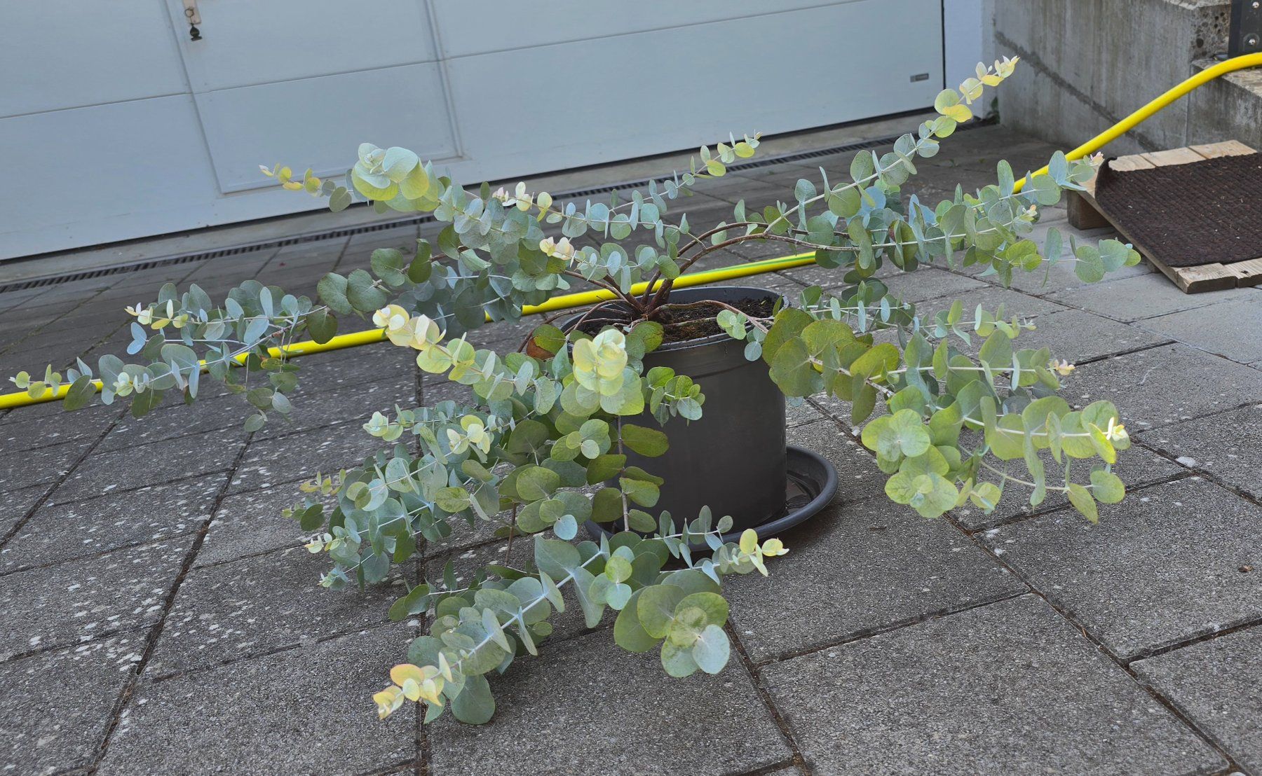 Pflanzen & Samen: Eukalyptus Pflanze – Gebraucht aus Aarburg von popkorn65 3