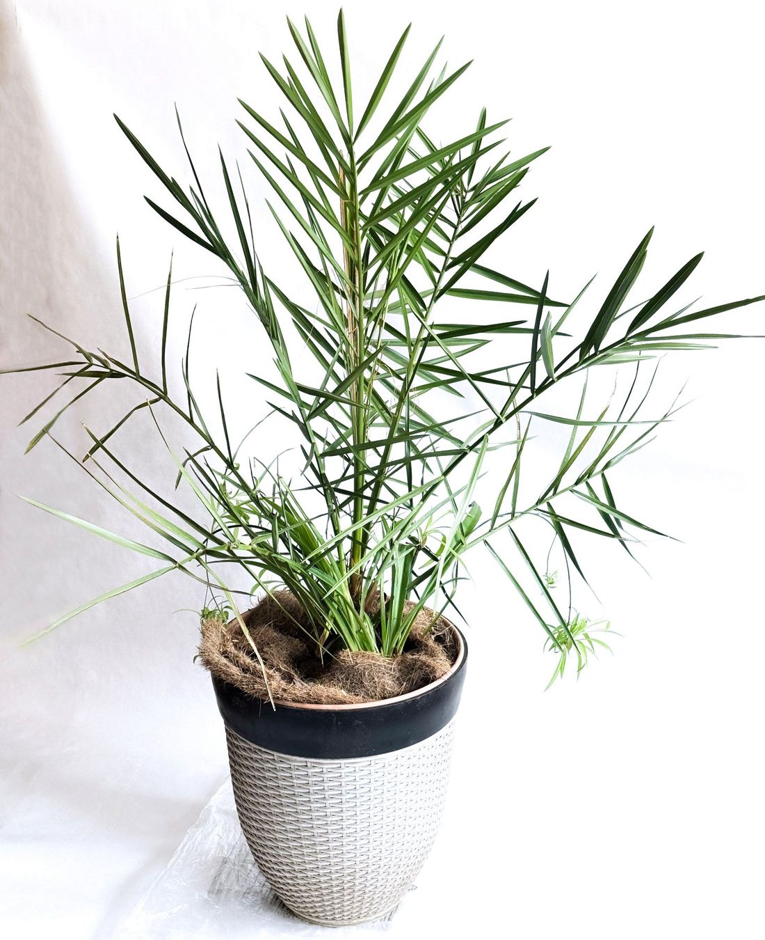 Pflanzen & Samen: Dattelpalme (Phoenix canariensis)***** – Neu (gemäss Beschreibung) aus Dübendorf von Orchid18 1