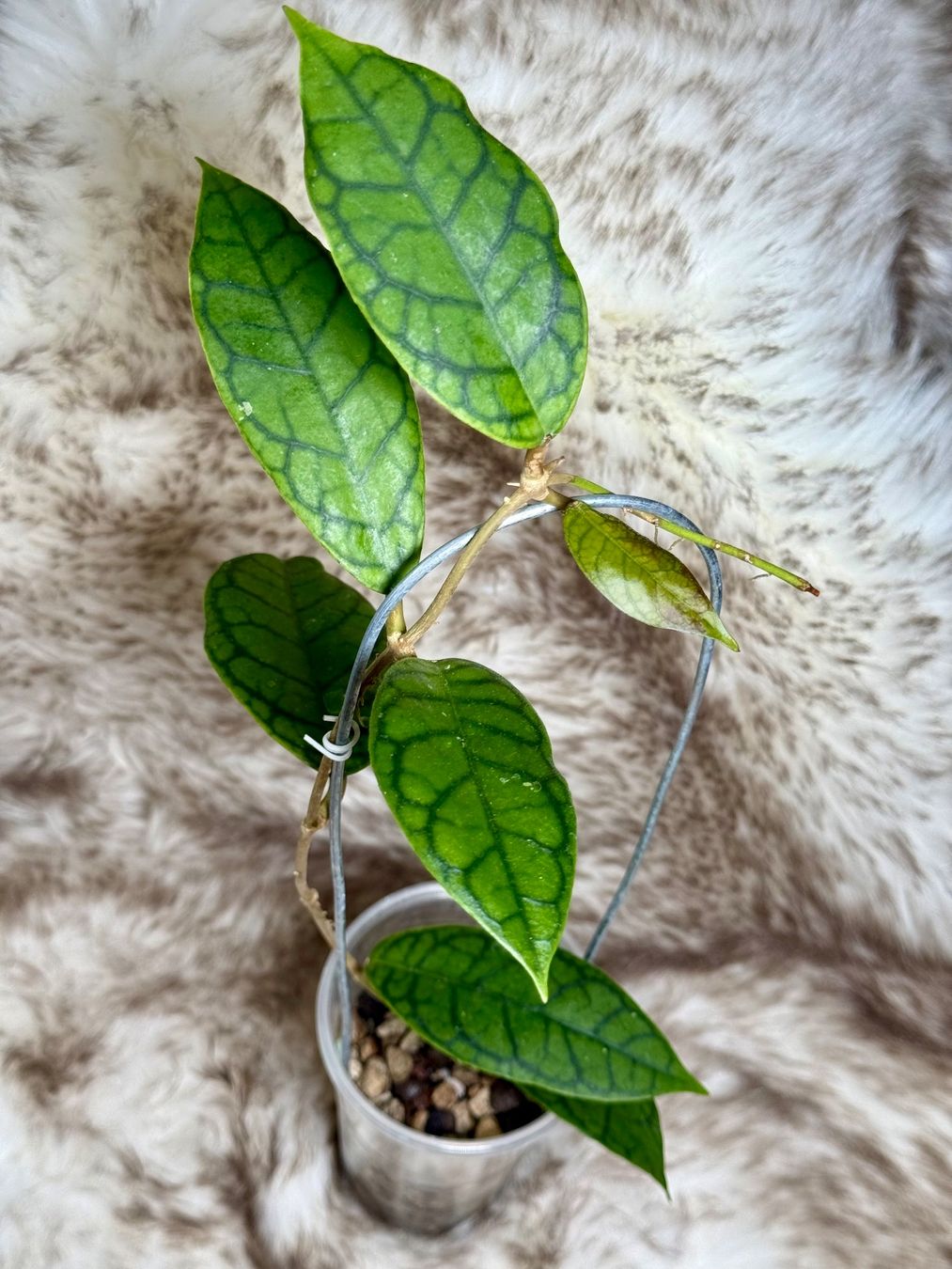Piante & sementi: Hoya Nui – Nuovo (secondo la descrizione) da Bachenbülach venduto da ilawega