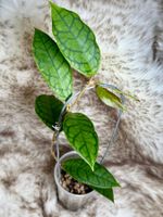 Hoya Nui