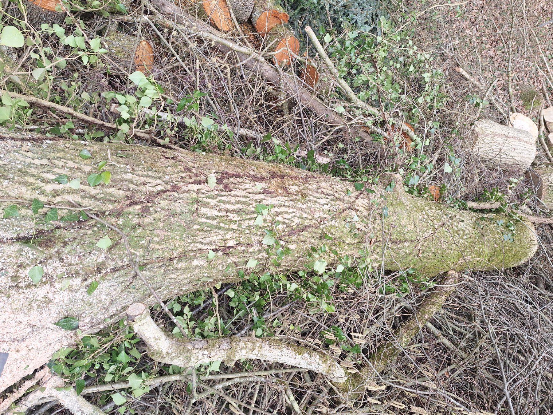 Articoli in legno: Eschenstamm 5,6Meter – Nuovo e nell'imballaggio originale da Ufhusen venduto da Caliban86 2