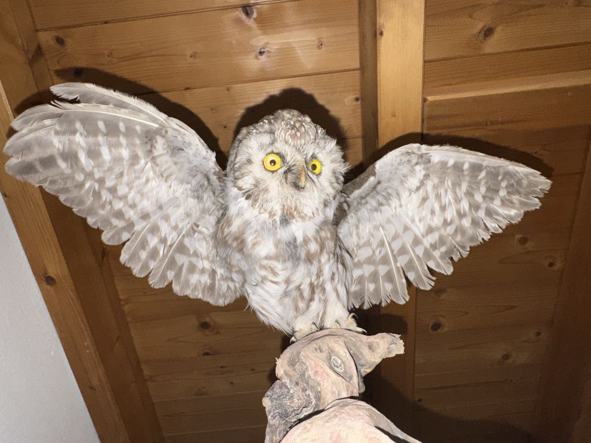 Il mondo degli animali: Civetta tassidermizzata su base in legno – Usato da Volketswil venduto da mau_9pxs 4