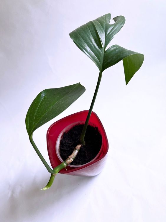 philodendron global green Epipremnum aureum 'Japanese Global' *Grower's Choice*