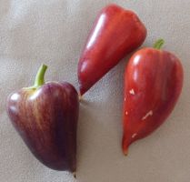 Samen Paprika Violett Sparkle 10Stk.